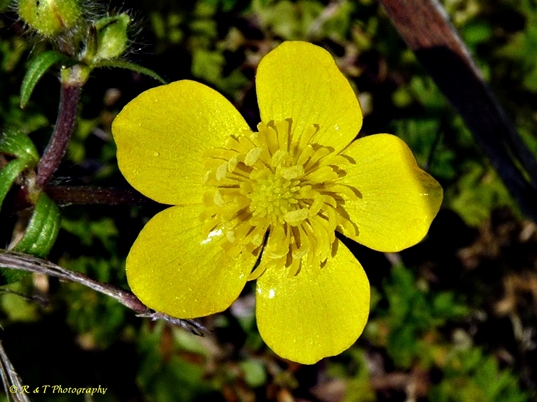 {Ranunculus sardous}